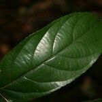 Ampelocera edentula leaf picture by Jean-François Molino (cc-by-sa)