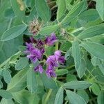 Medicago sativa flower picture by Maria Suhostavtzeva (cc-by-sa)