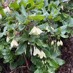 Clematis cirrhosa habit picture by Markus Graber (cc-by-sa)