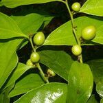 Casearia coronata fruit picture by Nelson Zamora Villalobos (cc-by-nc)