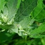 Chenopodium ficifolium flower picture by Klaas Everards (cc-by-sa)