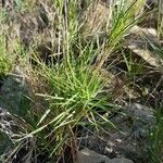 Eragrostis pilosa leaf picture by Coline Sure (cc-by-sa)