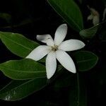 Gardenia urvillei flower picture by benoît henry (cc-by-sa)