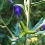 Aconitum napellus fruit picture by Theo Theo Roche (cc-by-sa)