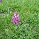 Dactylorhiza sambucina flower picture by Zaro Luca (cc-by-sa)