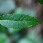 Acalypha integrifolia leaf picture by H. Goëau (cc-by-sa)