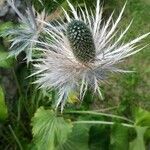 Eryngium alpinum fruit picture by martin (cc-by-sa)