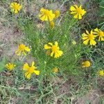 Helenium amarum habit picture by Joshua Kuykendall (cc-by-sa)