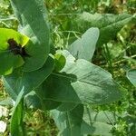 Cerinthe minor leaf picture by Béatrice Parent (cc-by-sa)