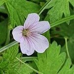 Geranium aculeolatum flower picture by susan brown (cc-by-sa)