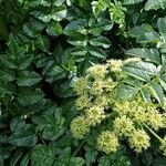 Angelica pachycarpa flower picture by Adán Gonçalves (cc-by-sa)