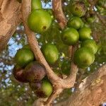 Plinia cauliflora fruit picture by Cruz Nivaldo (cc-by-sa)