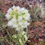 Petasites albus flower picture by iain kaeslin (cc-by-sa)