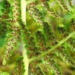 Athyrium distentifolium flower picture by Pierre LEON (cc-by-sa)