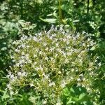 Galium rubioides flower picture by René Burkhard (cc-by-sa)