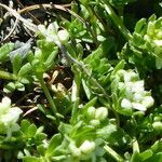 Galium megalospermum leaf picture by francois tissot (cc-by-sa)