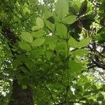 Ulmus minor leaf picture by mario (cc-by-sa)