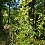 Pycnanthemum tenuifolium habit picture by Kristi Reynolds (cc-by-sa)