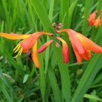 Crocosmia aurea flower picture by Pereira Jorge (cc-by-sa)