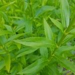 Physostegia virginiana leaf picture by andy joel (cc-by-sa)