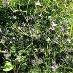 Campanula patula habit picture by Thierry LE COM (cc-by-sa)