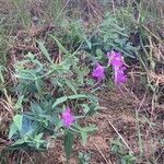 Linaria triornithophora habit picture by Collados Ana (cc-by-sa)