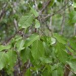 Platymiscium parviflorum leaf picture by Nelson Zamora Villalobos (cc-by-nc)