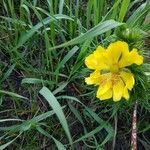 Adonis vernalis flower picture by Василий Евтушок (cc-by-sa)