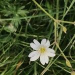 Cerastium alpinum flower picture by Pascal Boez (cc-by-sa)