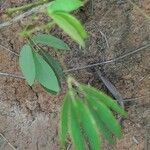 Mimosa velloziana leaf picture by Splendore Rogério (cc-by-sa)