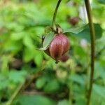 Trillium cernuum fruit picture by Michel G (cc-by-sa)