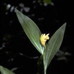 Sobralia bletiae flower picture by Daniel Barthelemy (cc-by-nc)