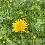 Sonchus maritimus flower picture by Francois Mansour (cc-by-sa)