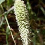 Phleum phleoides fruit picture by lemar (cc-by-sa)