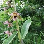 Epipactis helleborine flower picture by Valentin Delpierre (cc-by-sa)