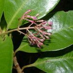 Parathesis glabra flower picture by Nelson Zamora Villalobos (cc-by-nc)