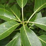 Cordia gerascanthus leaf picture by Nelson Zamora Villalobos (cc-by-nc)