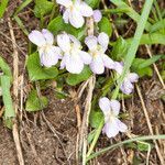 Viola collina flower picture by Martin Bishop (cc-by-sa)