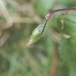 Impatiens glandulifera fruit picture by Dmitrii Sav (cc-by-sa)