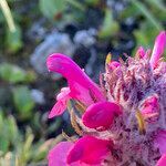 Pedicularis rosea flower picture by Fabien Anthelme (cc-by-sa)