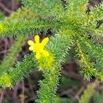 Euryops virgineus leaf picture by Maarten Vanhove (cc-by-sa)