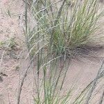 Eragrostis curvula habit picture by Trap Hers (cc-by-sa)