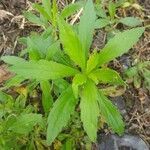 Erigeron canadensis habit picture by Miguel Angel Renza (cc-by-sa)