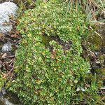 Azorella aretioides habit picture by Fabien Anthelme (cc-by-sa)