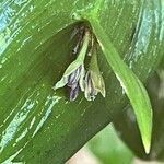 Ruscus hypoglossum flower picture by Ruprecht Storchschnabel (cc-by-sa)