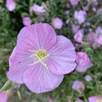 Oenothera speciosa flower picture by David James (cc-by-sa)