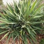 Yucca filamentosa habit picture by William Coville (cc-by-sa)