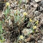 Porophyllum lanceolatum habit picture by Trap Hers (cc-by-sa)