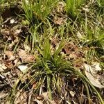 Carex digitata habit picture by Cristian Zanella Cristian Zanella (cc-by-sa)