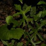 Dorstenia contrajerva habit picture by Nelson Zamora Villalobos (cc-by-nc)